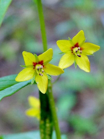 {Lysimachia quadrifolia}